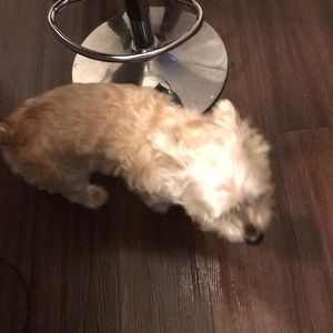 Meet your Posher, Anthony